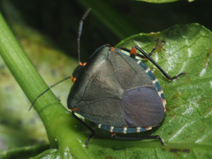 Caura rufiventris
