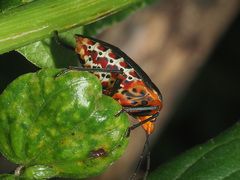 Caura rufiventris