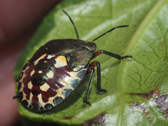 Caura rufiventris