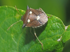 Carbula trisignata