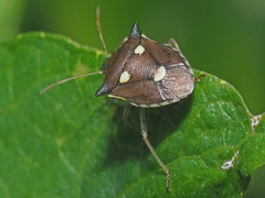Carbula trisignata