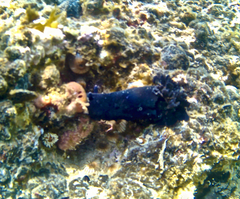 Dendrodoris arborescens