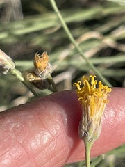 Bebbia juncea aspera