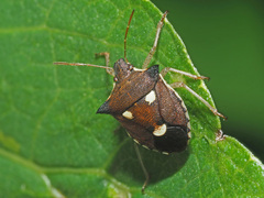 Carbula trisignata