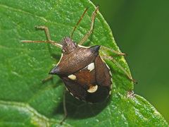 Carbula trisignata
