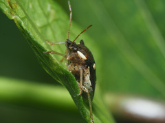 Carbula trisignata