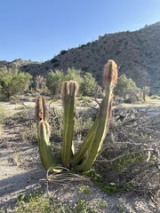 Lophocereus schottii
