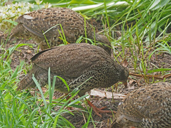 Pternistis natalensis