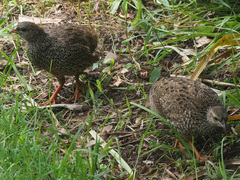 Pternistis natalensis