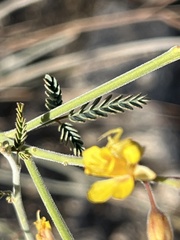 Hoffmannseggia microphylla