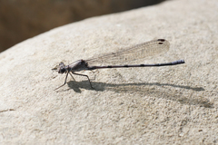 Argia tonto