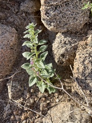 Pseudorontium cyathiferum