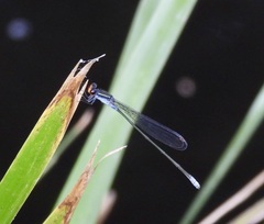 Pseudagrion ignifer
