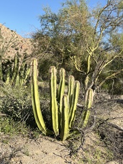 Lophocereus schottii
