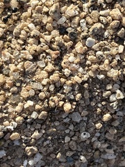 Veromessor pergandei