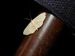 Scopula internataria