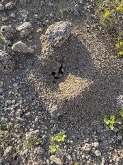 Veromessor pergandei