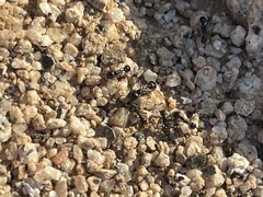 Veromessor pergandei