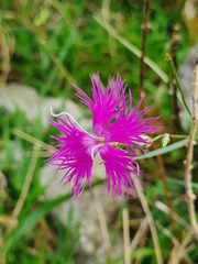 Dianthus hyssopifolius