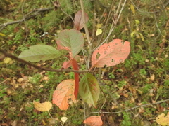 Aronia mitschurinii