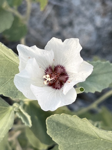 Paleface (Hibiscus denudatus)