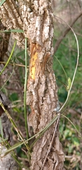 Secamone elliptica