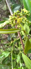Secamone elliptica