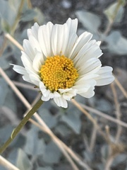 Encelia ravenii