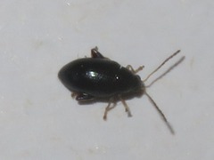 Psylliodes laticollis