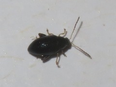 Psylliodes laticollis