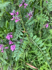 Indigofera australis