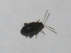 Psylliodes laticollis