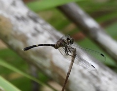 Nannophlebia eludens