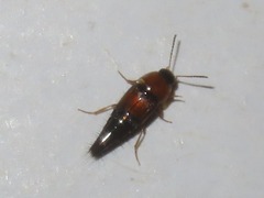 Tachyporus solutus