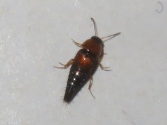 Tachyporus solutus