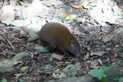 Hypsiprymnodon moschatus