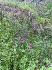 Indigofera australis