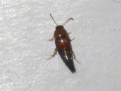 Tachyporus solutus