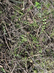 Asplenium flabellifolium
