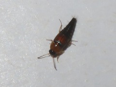 Tachyporus solutus