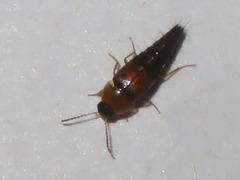 Tachyporus solutus