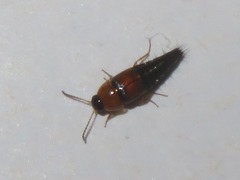 Tachyporus solutus