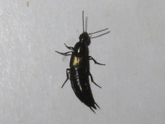 Philonthus cognatus