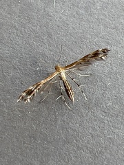 Lantanophaga pusillidactylus