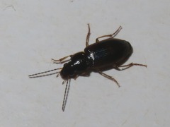 Stenolophus mixtus