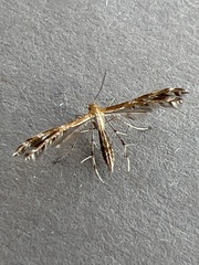 Lantanophaga pusillidactylus