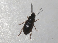 Stenolophus mixtus