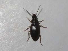 Stenolophus mixtus