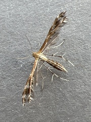 Lantanophaga pusillidactylus