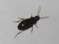 Stenolophus mixtus